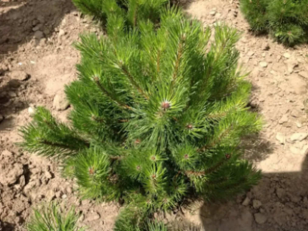 Сосна горная Пумилио